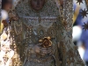 Día de La Virgen de las Nieves - Patrona de los palmeros